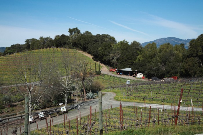 畑のみならず、ワイナリーが位置する山全体の生態系に配慮してワインを生んでいる
