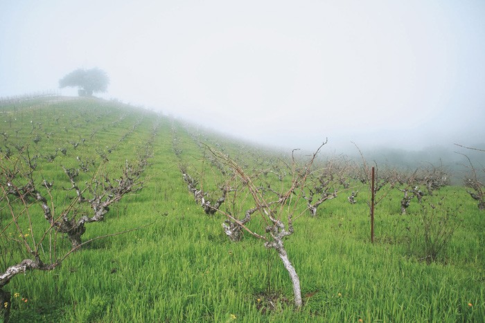 靄に覆われる標高400メートル近いブランドリンの畑